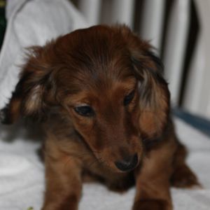 Meet your Posher, Helene